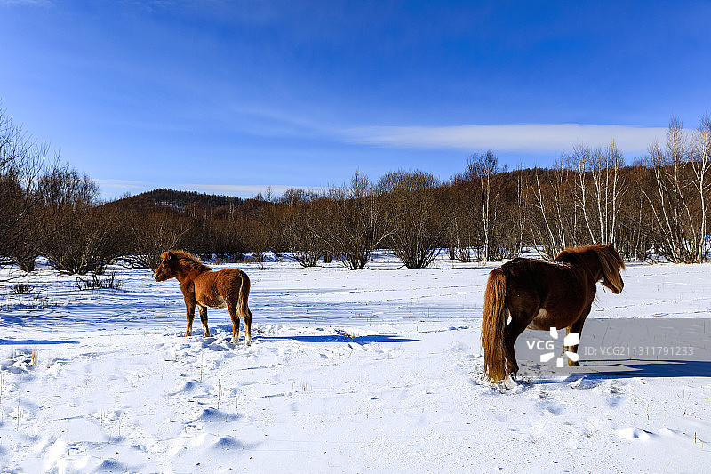 冬季的蒙古马。阿尔山柴河景区。图片素材