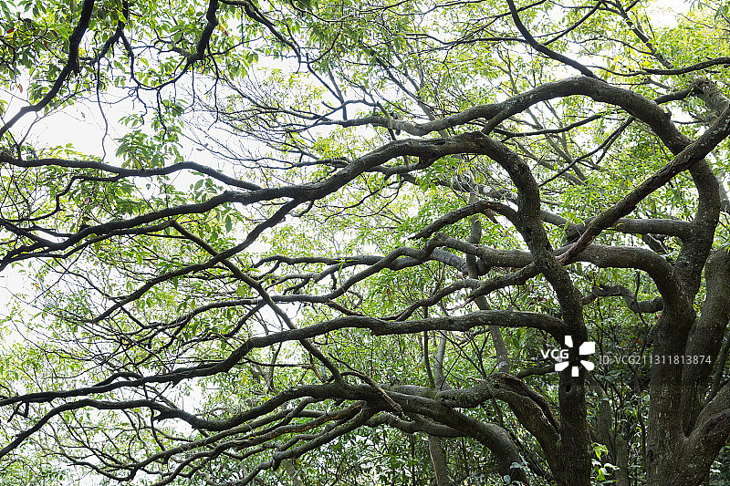 重庆石柱县大风堡原始森林图片素材