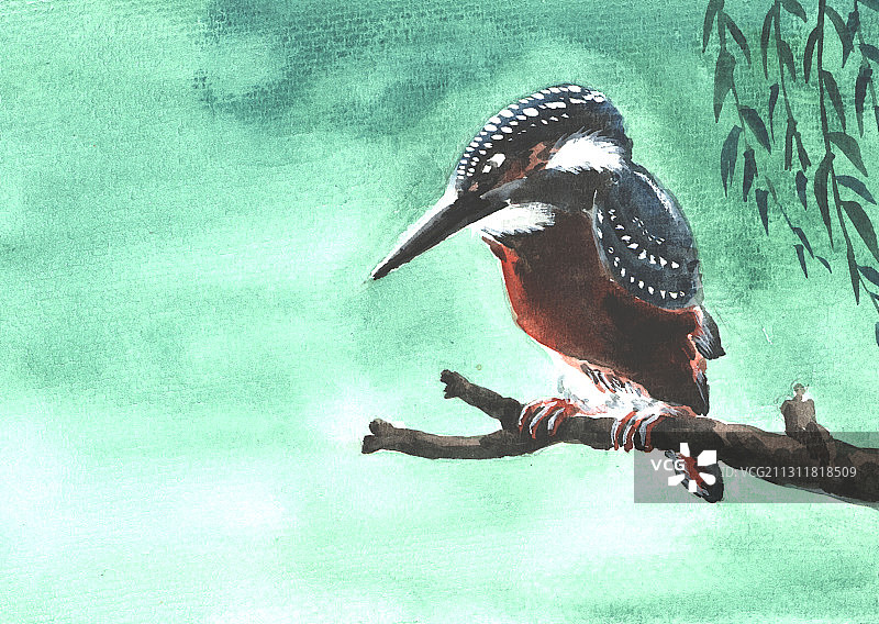 插画：翠鸟图片素材