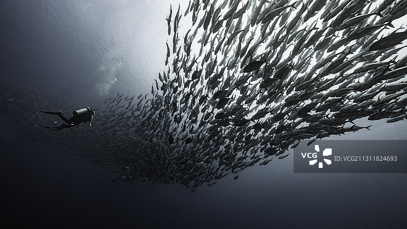 鱼风暴图片素材