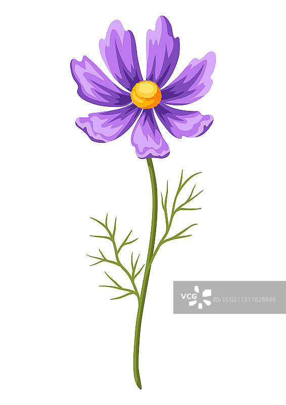 逼真的美丽秋英花图片素材