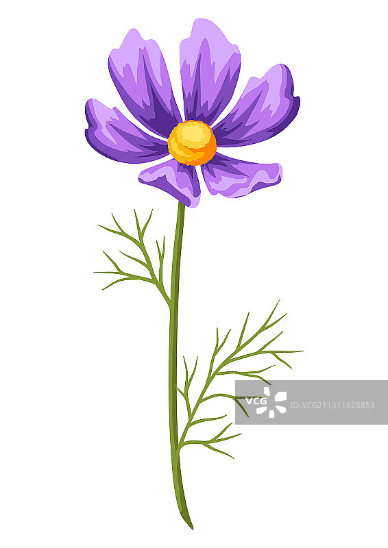 逼真的美丽秋英花图片素材