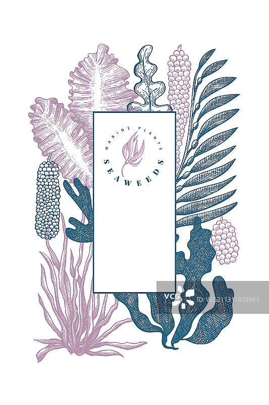 手绘海藻设计模板图片素材