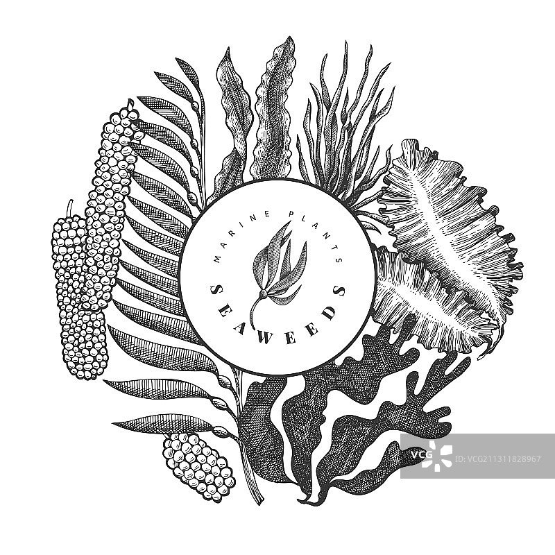 手绘海藻设计模板图片素材