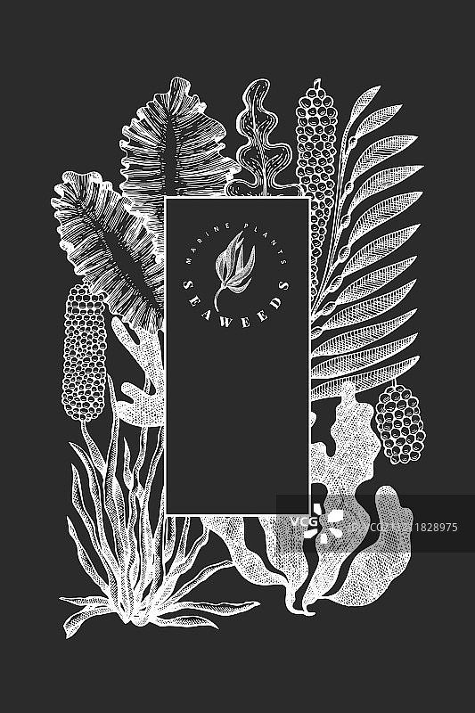 手绘海藻设计模板图片素材