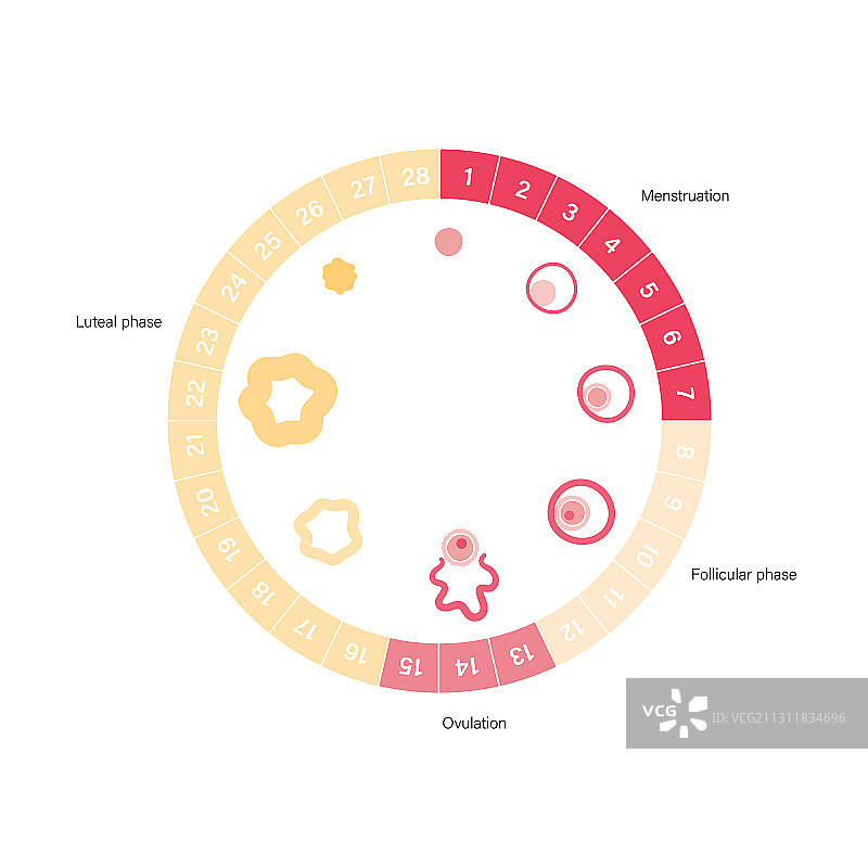 生殖系统概念图片素材