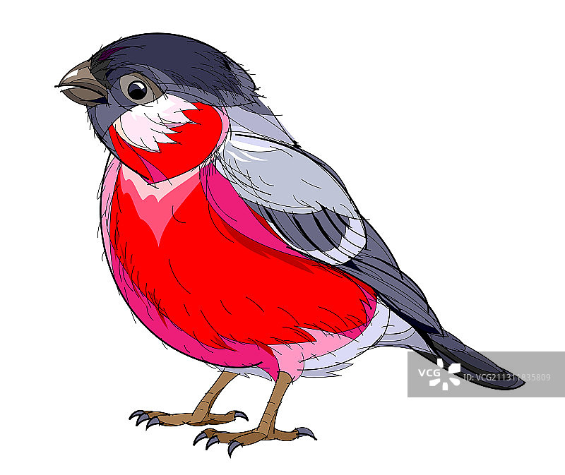 奇幻绘画：白色背景上的可爱红腹灰雀图片素材