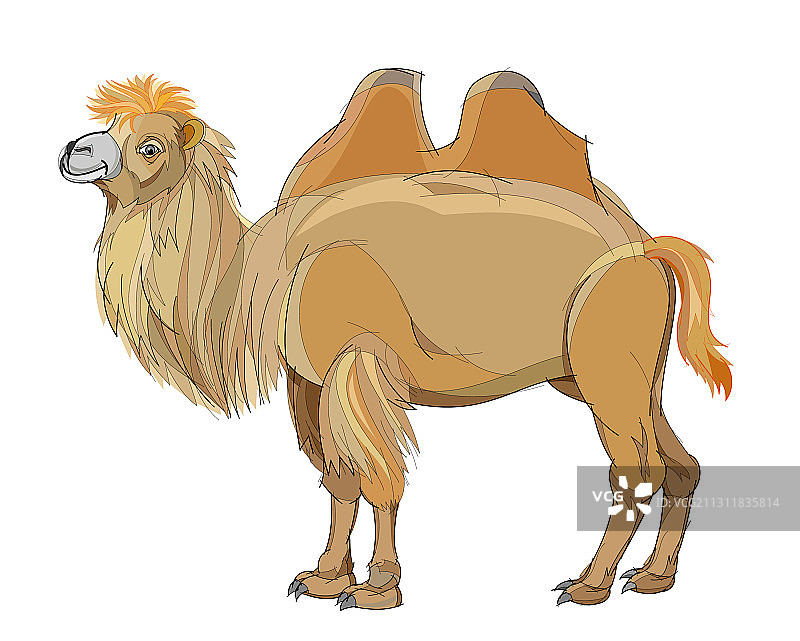 白色背景上的梦幻可爱双峰骆驼图片素材