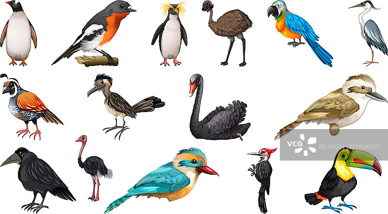 不同卡通风格鸟类集合图片素材