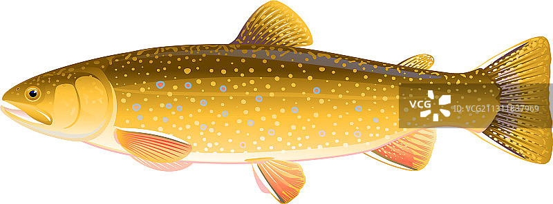 河鳟鱼图片素材