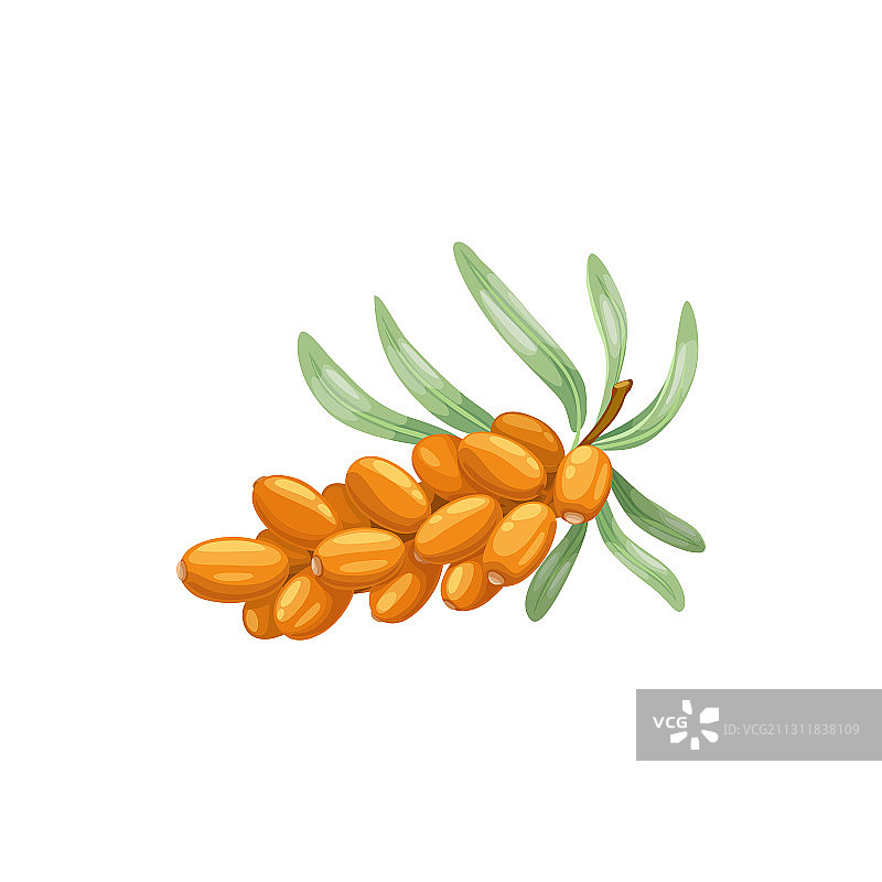 沙棘浆果、水果、花园和森林图片素材