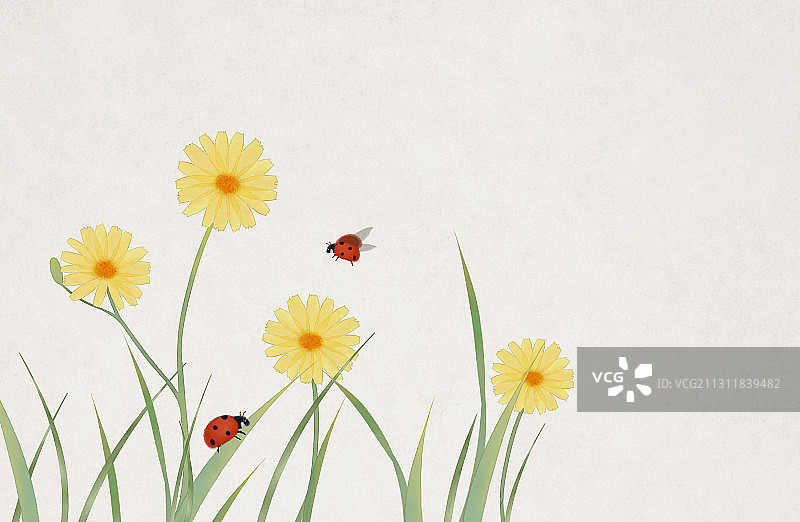 小雏菊中式插画图片素材