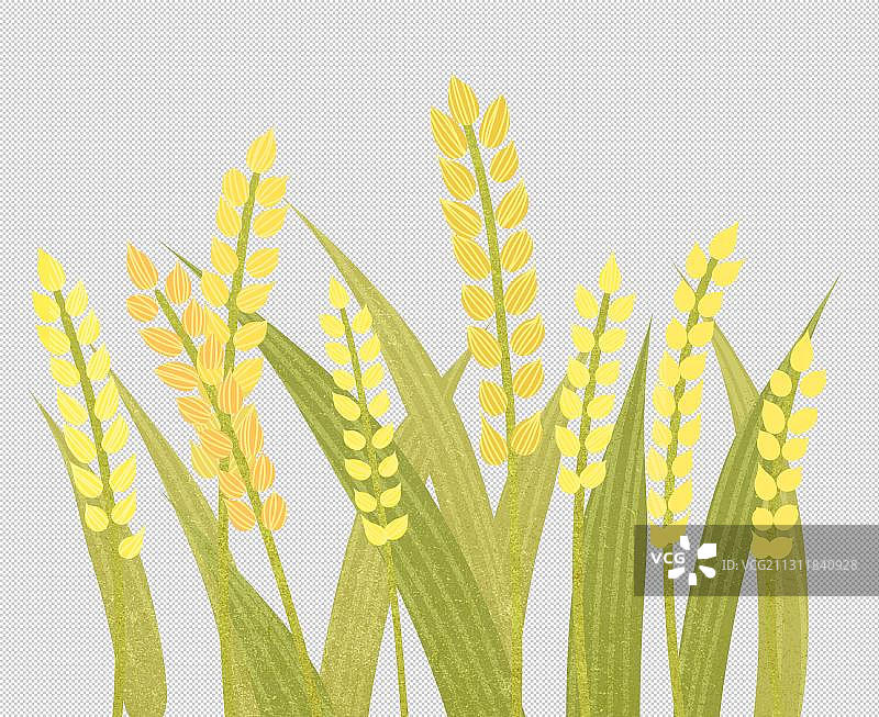 麦田成熟的麦穗和叶子图片素材