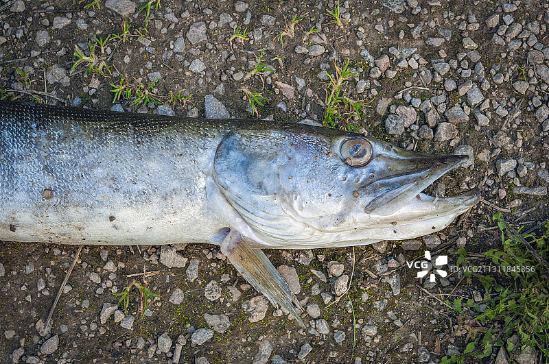 运河纤道上被遗弃的鱼图片素材