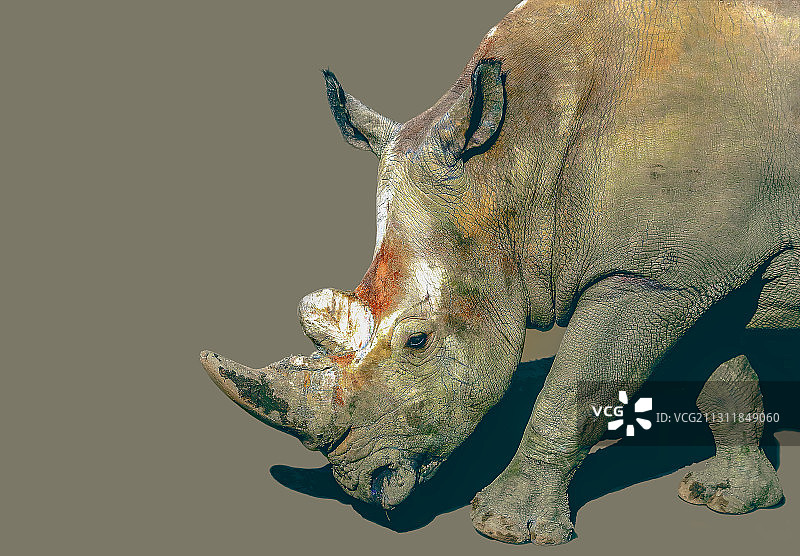 犀牛图片素材