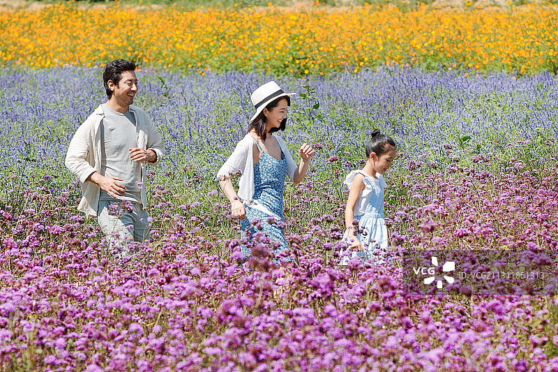 在花海里的快乐家庭图片素材