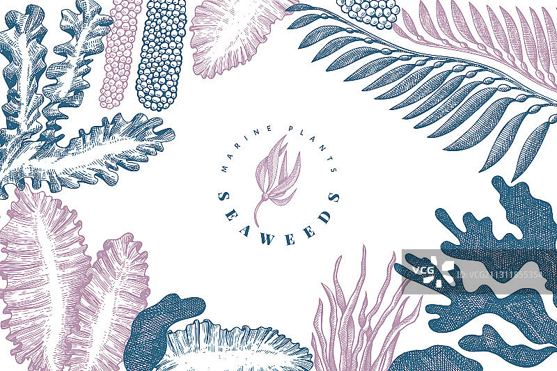 手绘海藻设计模板图片素材
