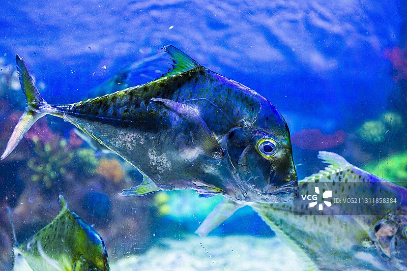 长沙海底世界图片素材