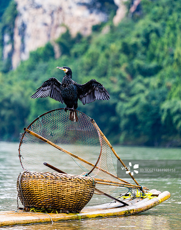 鸬鹚--漓江上的“摄影明星”图片素材