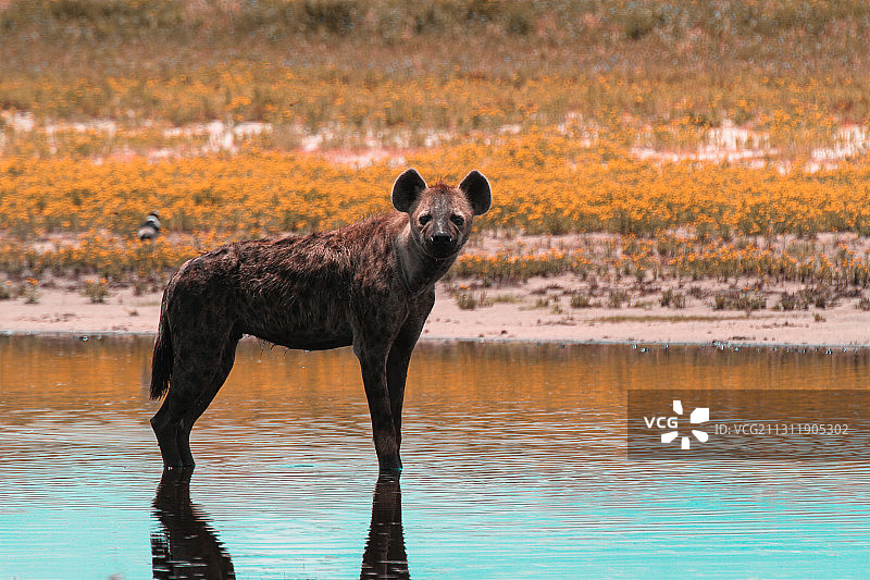 诡笑鬣狗图片素材