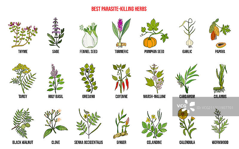 最佳除寄生虫草药合集图片素材