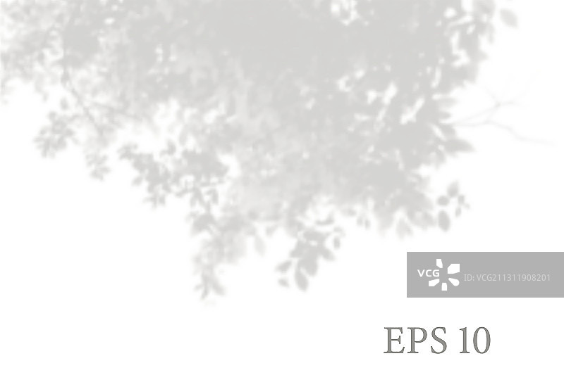 透明自然树枝阴影光图片素材