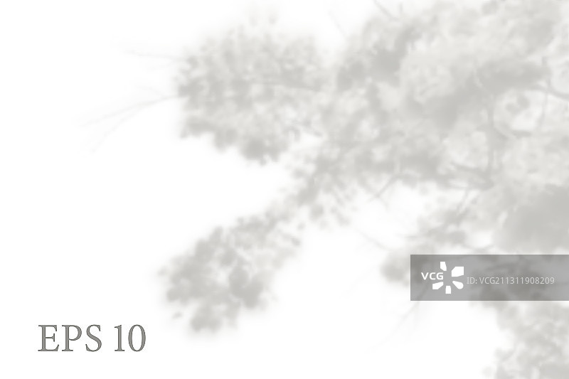 透明自然树枝阴影光图片素材