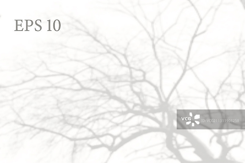 透明自然树枝阴影光图片素材