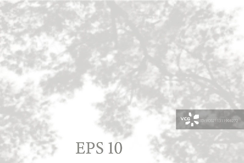 透明的天然椴树枝叶阴影图片素材