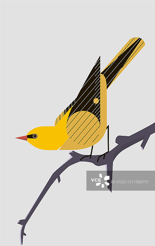 树枝上的金莺图片素材