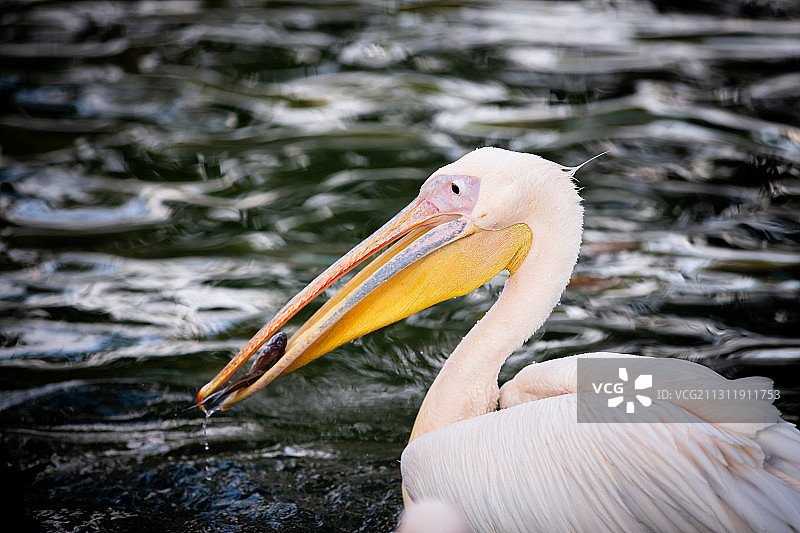 上海动物园天鹅湖里一只鹈鹕捕鱼的照片图片素材
