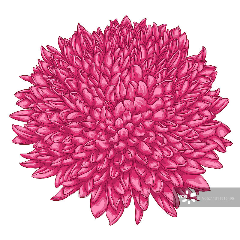 美丽粉色菊花，白色背景隔离图片素材
