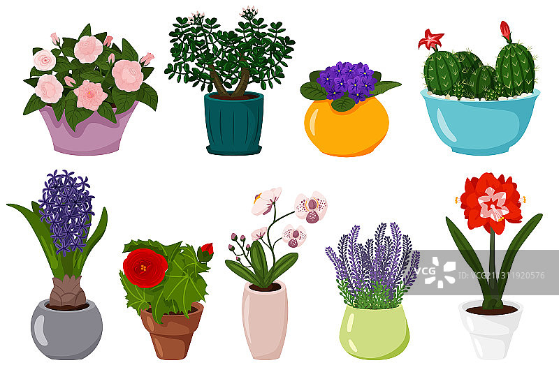 盆栽鲜花套装，孤立的盆栽植物图片素材
