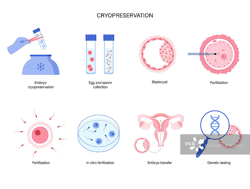 生殖系统概念图片素材