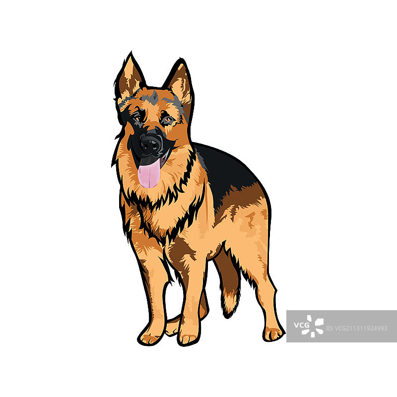 德国牧羊犬图片素材