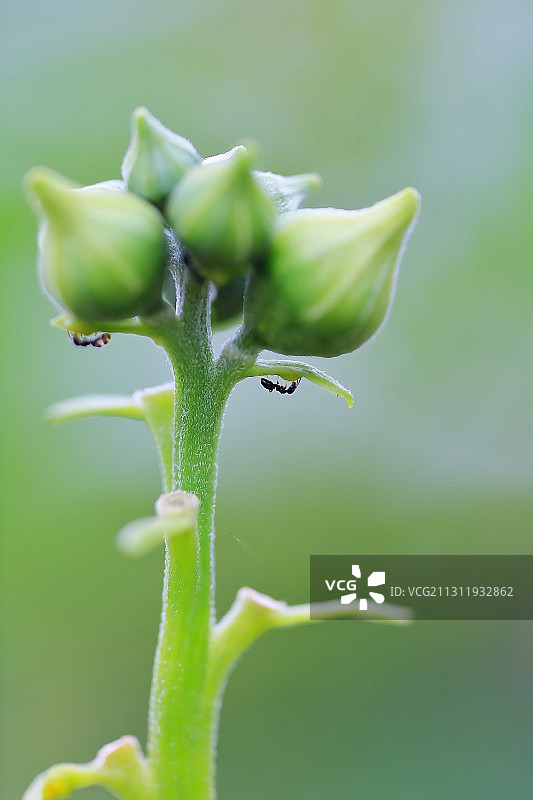 蚂蚁上树 Ants图片素材