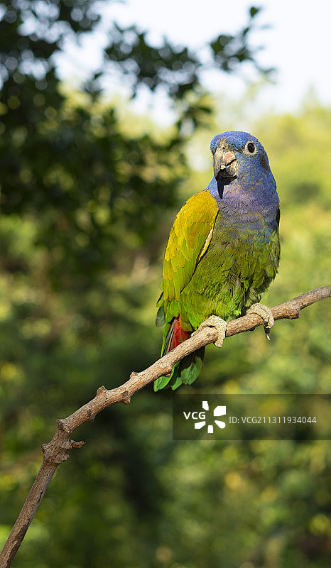 蓝头鹦鹉的凝视图片素材