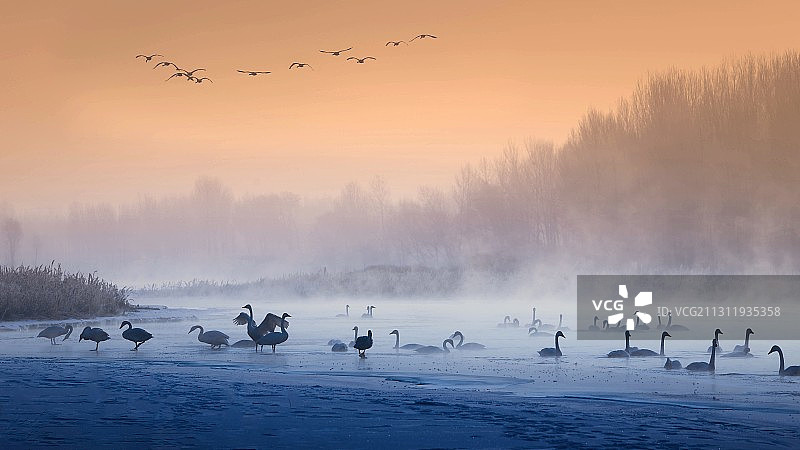 天鹅湾晨曲图片素材