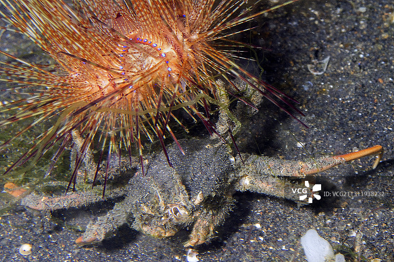 海胆携带螃蟹图片素材