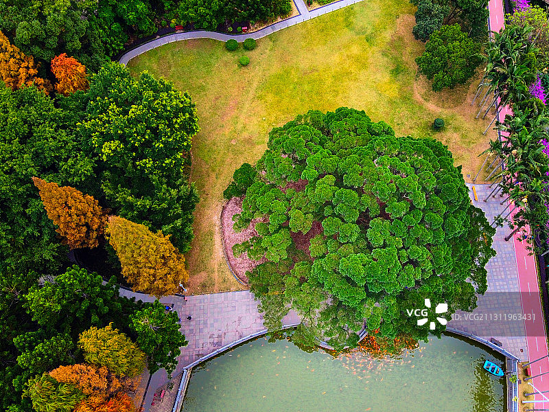 福州森林公园千年古榕俯视图片素材