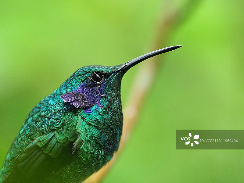 户外栖息的蜂鸟特写，哥斯达黎加蓬塔雷纳斯省蒙特维多图片素材