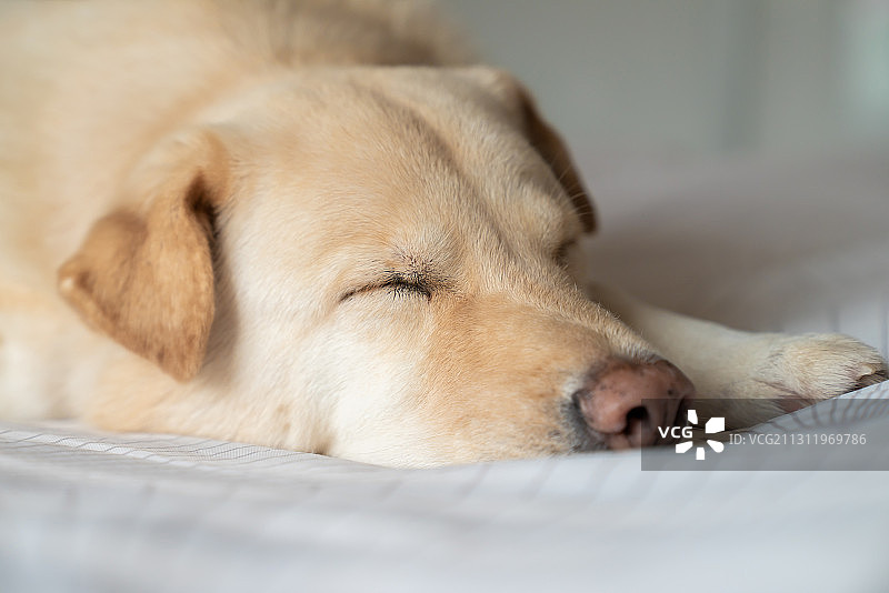 纯种寻回犬在床上睡觉的特写，中国香港图片素材