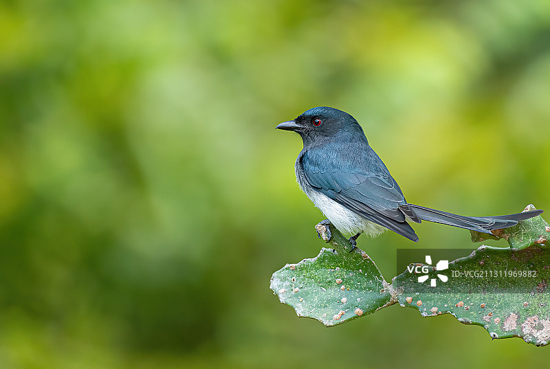 鸣禽栖息于植物特写，印度喀拉拉邦蒙纳图片素材