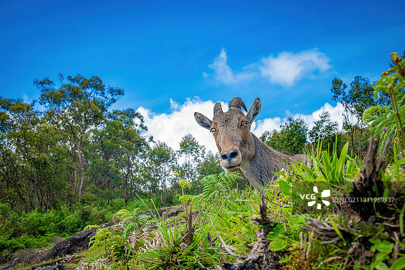 印度喀拉拉邦穆纳尔森林中，鹿站在植物中的肖像图片素材