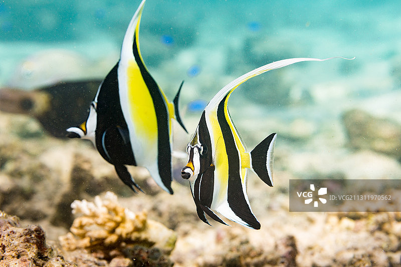 热带蝴蝶鱼在海中畅游特写，澳大利亚西澳大利亚州图片素材