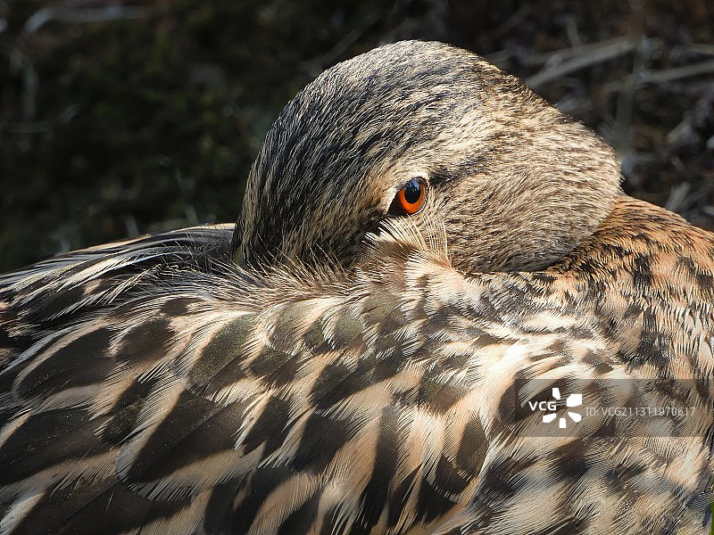 绿头鸭水鸭特写图片素材