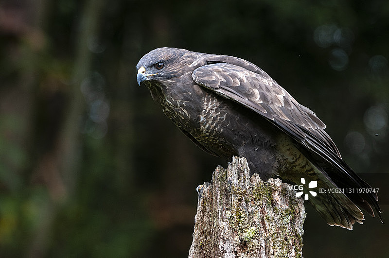 鹰的特写 - 猛禽哈里斯鹰栖息在木桩上，西班牙阿斯图里亚斯图片素材