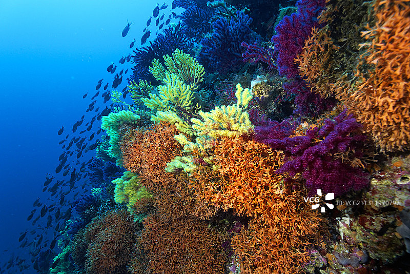 海中珊瑚的特写图片素材