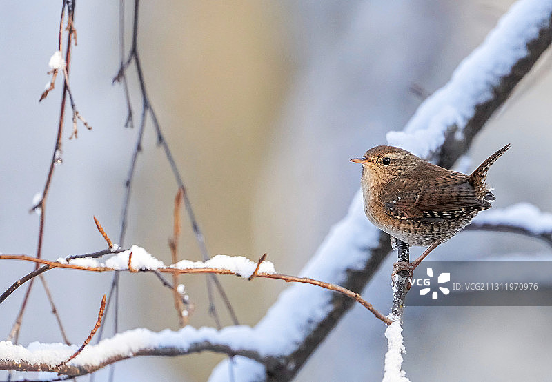 冬季鸣禽栖息在树枝上特写图片素材