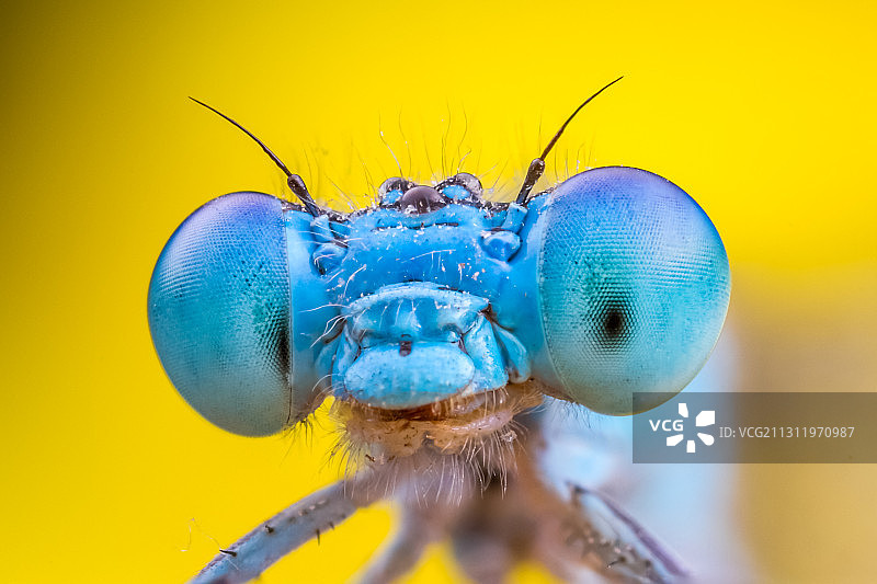 特写的昆虫图片素材
